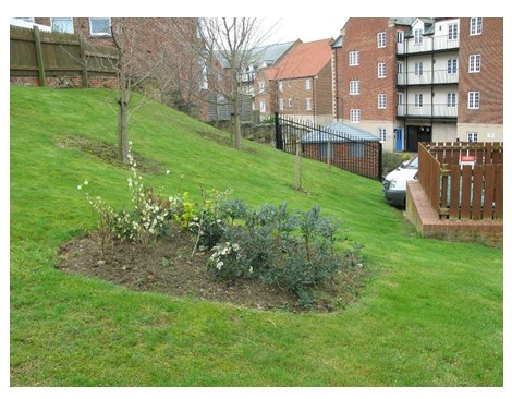 Grassy bank Dog Lane